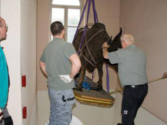 Museum Renovation. Courtesy of Royal Belgian Institute of Natural Sciences