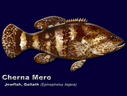Cherna Mero