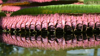 Victoria amazónica gigante

