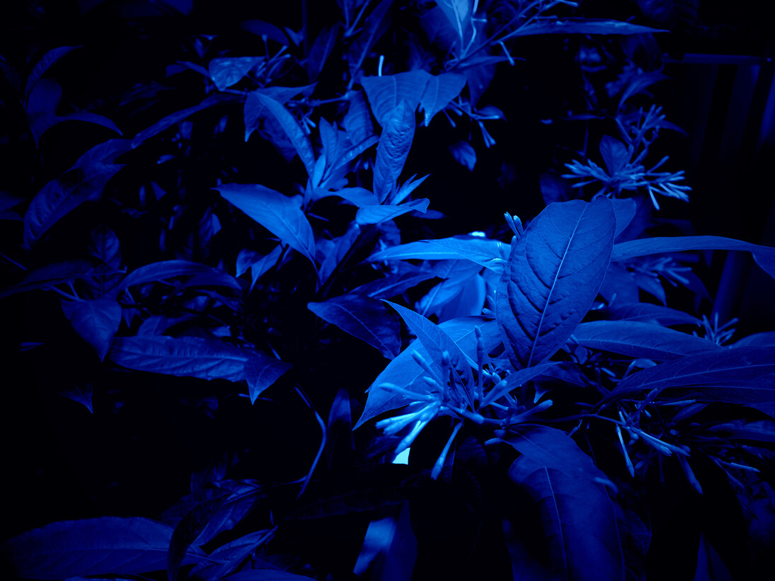 Hicham Berrada - Azur, 2014-2015, Papier Arche 300g tendu sur châssis, Chlorure de Cobalt, résistance, verre, 60 x 50 x 19 cm,- Celeste, 2014, Vidéo couleur. Ciel gris, fumée bleu ciel, 5 min 55 s, Vue de l’exposition « Paysages a circadiens », kamel mennour (6 rue du Pont de Lodi), Paris, 2015 © Hicham Berrada © Photo. Fabrice Seixas, Courtesy the artist and kamel mennour, Paris