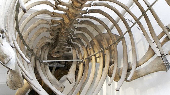 Humpback Whale. Courtesy of Grigore Antipa National Museum of Natural History