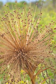 A famosa planta utilizada na confecção de artesanato é originária da Comunidade de Mumbuca, Parque Estadual do Jalapão localizado no Tocantins, Estado do Brasil