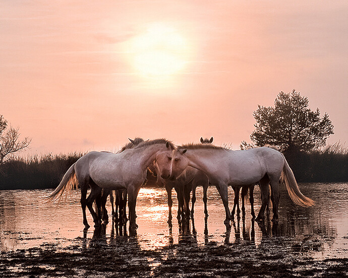 Wild in France. Courtesy of Flower + Hewes