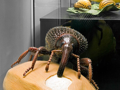 Keller’s Insect Models. Courtesy of Museum für Naturkunde