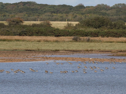 A flock of Curlews at Keyhaven Marshes with farmland in the background © Gehan de Silva Wijeyeratne