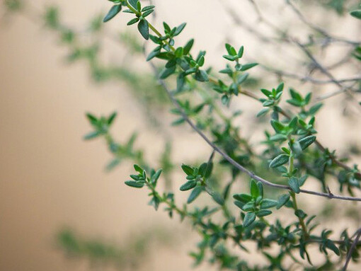 Il Piccante della maggiorana