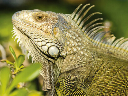 Entre las piedras, sobre la carretera, echadas entre las ramas de los árboles, son observadoras discretas de una vida que no les pertenece