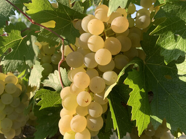 Vineyards overlooking the hills of Novello in Italy’s Piedmont region by Federico Moznich