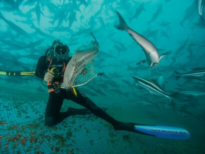 Pesca submarina