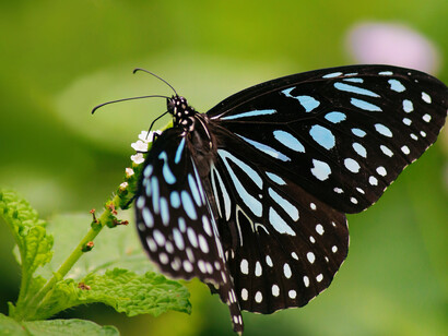 Farfalla che si posa su un fiore