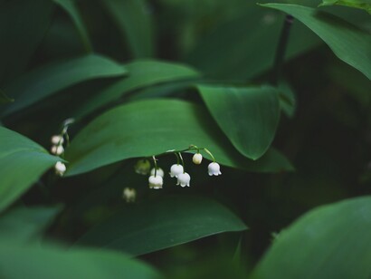 Viriditas