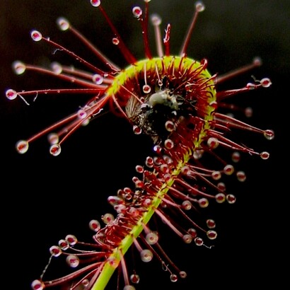 Una hoja de «Drosera capensis» preparándose la merienda