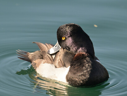 En la música hay una lucha, una tensión, algo que se opone y que busca romper la cadena, como hace la luz del sol en el cielo lóbrego, después de una tormenta