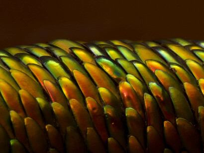 Jan Fabre. Courtesy of Museo di Capodimonte