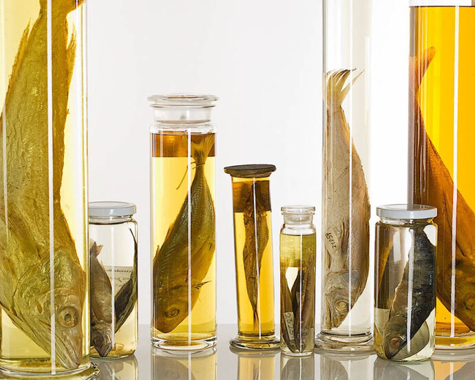 Fishes. Courtesy of Museum für Naturkunde