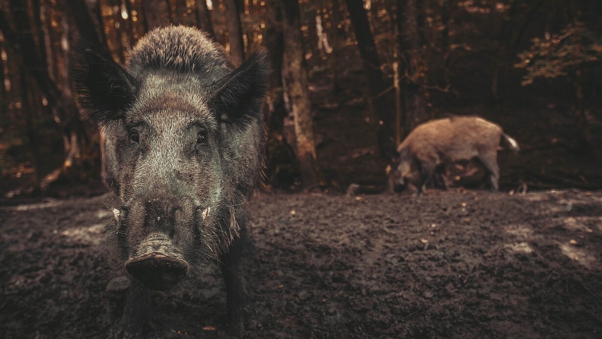 La peste suina africana e il cinghiale. Il primo caso di P.S.A. sul territorio europeo è un cinghiale rinvenuto morto nel territorio del comune di Ovada (Alessandria), e sottoposto ai test previsti dal Piano Nazionale di Sorveglianza Passiva, in prosieguo altre positività sono state evidenziati in carcasse di cinghiale nelle zone finitime del Piemonte e in Liguria