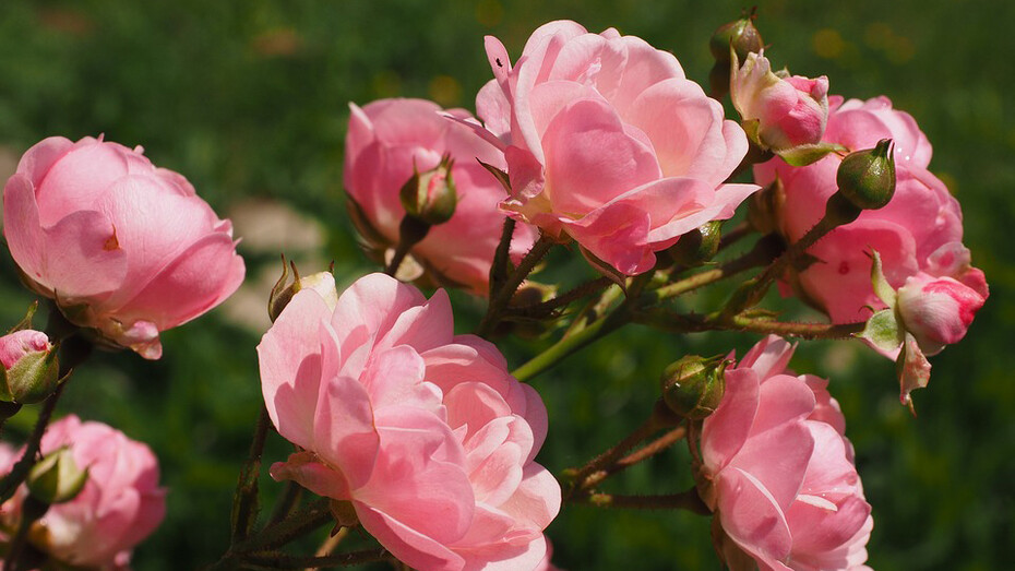 Le rose di Harborea