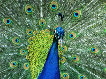 Pavão, ave símbolo da alma, da paz, da beleza, da prosperidade, do amor e da compaixão. O mundo hoje assolado por guerras e conflitos nos apresenta sua face mais dura e cruel que de belo nada tem. Lutamos por poder e cobiça. De tudo somos capazes em prol daquilo que desejamos, mesmo que a dor e o sofrimento sejam o preço a pagar. Matamos e morremos e nisto nos distanciamos cada vez mais da empatia, da tolerância, da bondade e do amor. Uma história que se repete através dos séculos e continua a devastar tudo e todos, sem nenhuma piedade. O líder que ordena a matança, o homem que rouba e amedronta, ambos mostrando sua face mais escura e egoísta