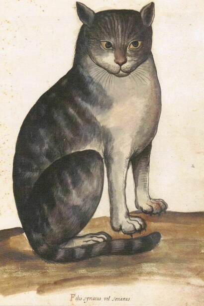 La sensibilità del gatto