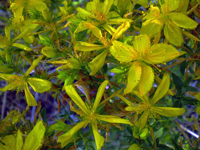 Erba di San Giovanni (Hypericum perforatum)  