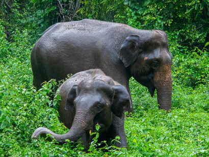 The larger the living being, the more cells have to replicate