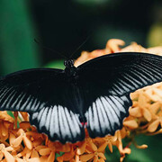 Butterflies Up-Close. Courtesy of Science Centre