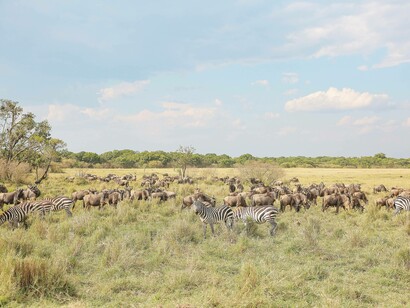 Wildebeest and Zebras in the wild