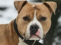 Mettere un microchip come ai cani