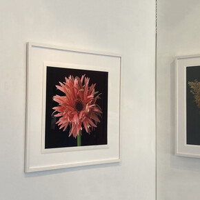 Various artists, Natural beauty, exhibition view. Courtesy of Elisa Contemporary Art