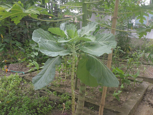 La huerta de la Brigada produce vegetales como tomates, menta y kale, que luego son donados a voluntarios o escuelas