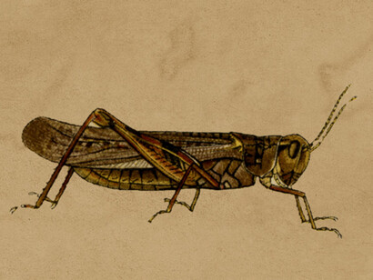 «Melanoplus spretus», la langosta de las Montañas Rocallosas