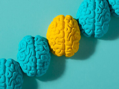 Human brains arranged in a still life on a bold blue background