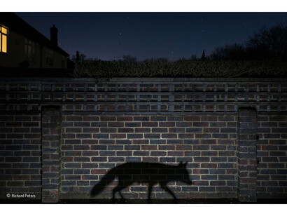 Shadow walker, Richard Peters, UK / Wildlife Photographer of the Year 2015
