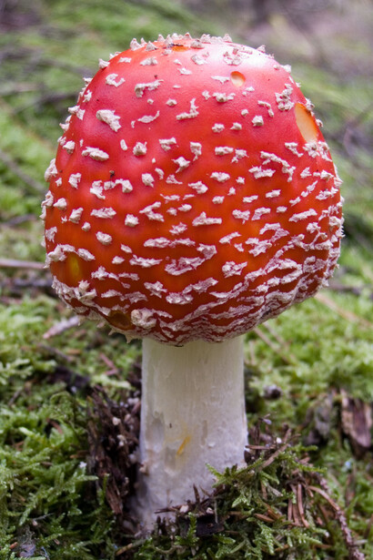 Amanita muscaria (round cap)