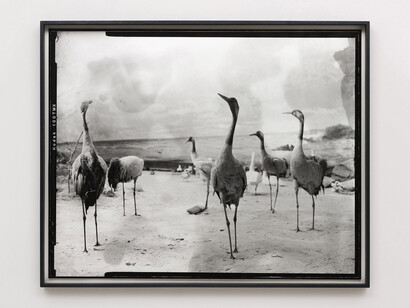 Gerard Byrne
Second beast 2018
Analogue silver gelatin print, edition of 4 + 1AP
99 x 123 cm / 39 x 48.4 in framed
