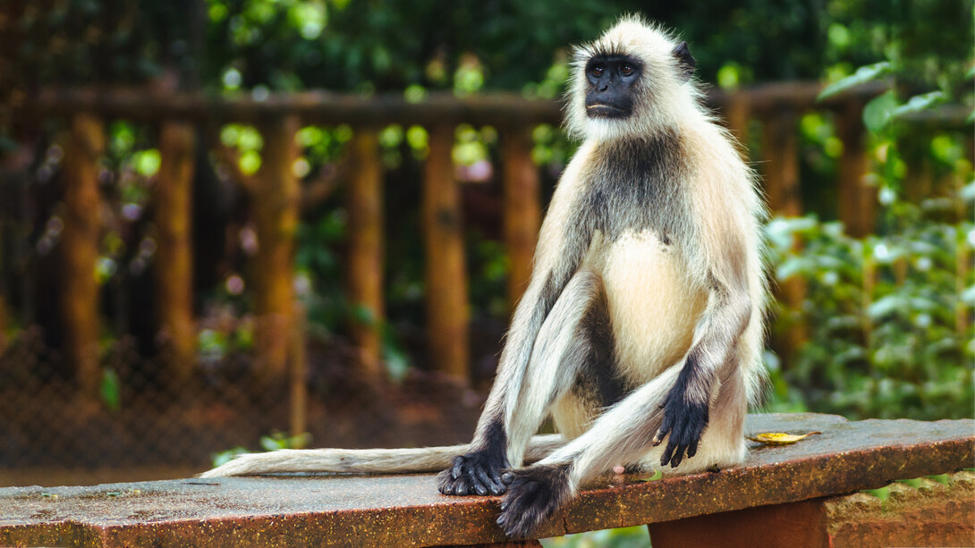 Hanuman langur