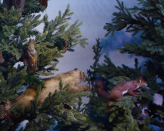 The Alpine bioregion. Courtesy of Grigore Antipa National Museum of Natural History