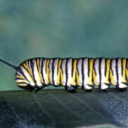 Entomology. Courtesy of Royal BC Museum