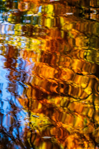 Shimmering leaves, photographed by Francesco Ungaro