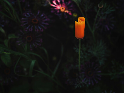 Orange poppy flower in the forest