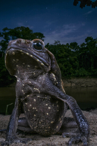 Wildlife Photographer of the Year. Courtesy of La fortezza Firmafede