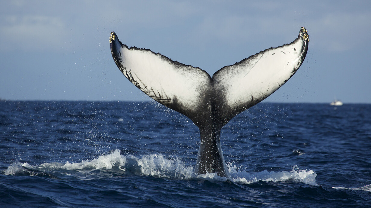 Hope for Humpbacks. Courtesy of Florida Museum of Natural History