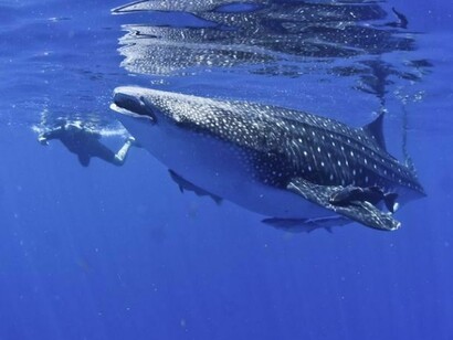 Un tiburón ballena al lado de un nadador