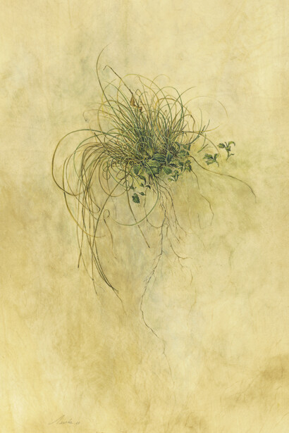 Kate Nessler, Bluff Dweller (Carex eburnea), watercolour on vellum, 43.18 x 27.94 cm