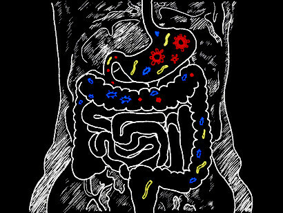      O microbioma intestinal se estende do esôfago até o intestino inferior