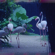 Imagine a dead blue whale inside the pocket of a giant. Courtesy of Current Plans