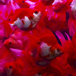 Ninagawa Mika, Untitled (detail), 2025. Courtesy of the Photographers' Gallery
