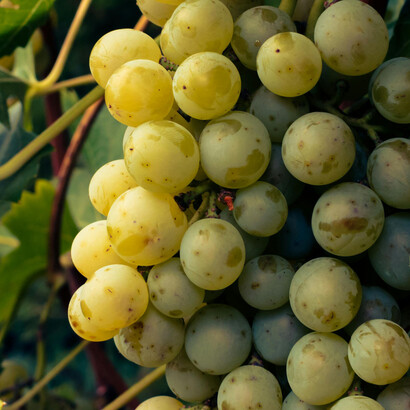 Combine a energia urbana de Seattle com o relaxamento rural de Woodinville para uma escapada inesquecível na região