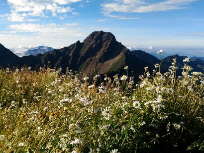 The French chrysanthemums in full bloom on the north peak of Yushan Mountain set off the main peak of Yushan Mountain, Taiwan's highest peak