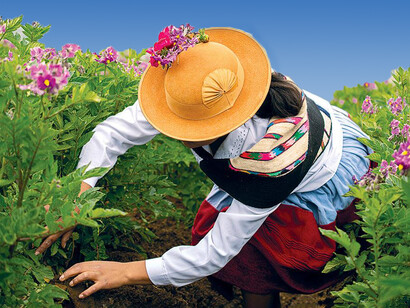 Agricultora peruana en un campo de papas, Ingenio, Perú